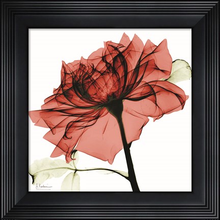 Framed Red Rose Print