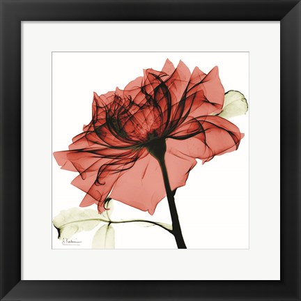 Framed Red Rose Print