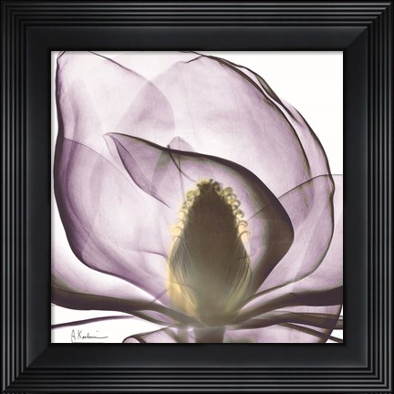 Framed Magnolia Print