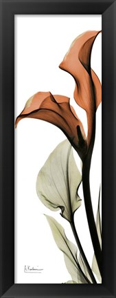 Framed Terracotta Calla Lily Print