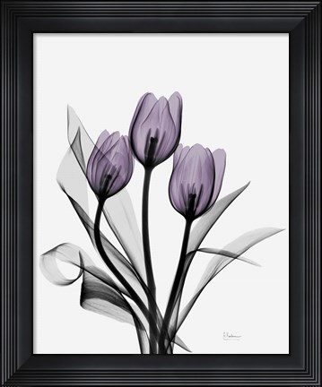 Framed Three Purple Tulips Print