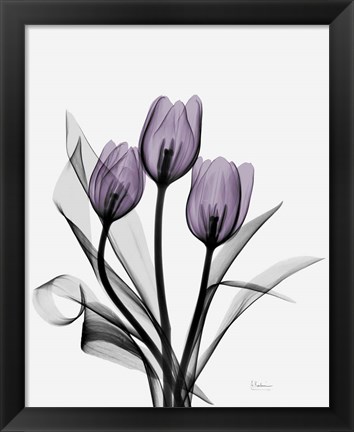 Framed Three Purple Tulips Print