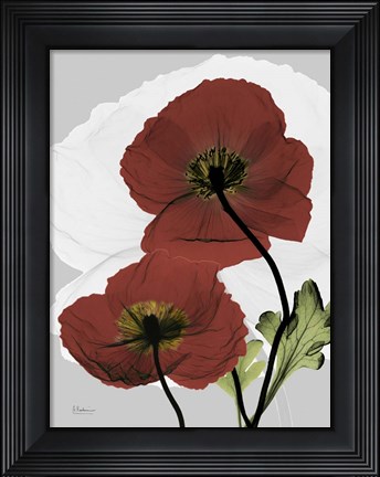 Framed Iceland Poppy Print