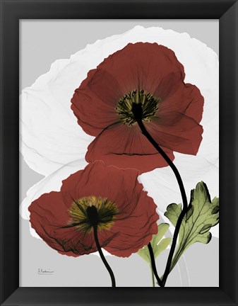 Framed Iceland Poppy Print