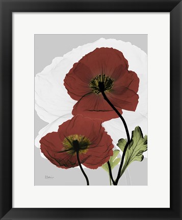 Framed Iceland Poppy Print