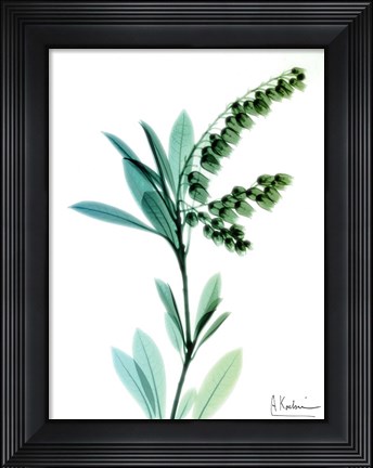 Framed Lily of The Valley Print