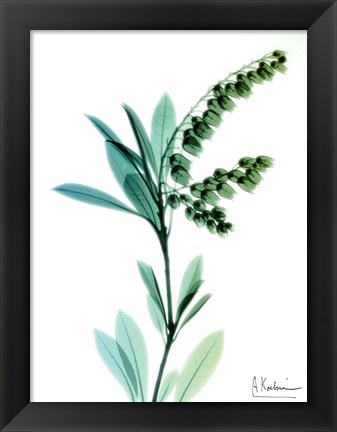 Framed Lily of The Valley Print