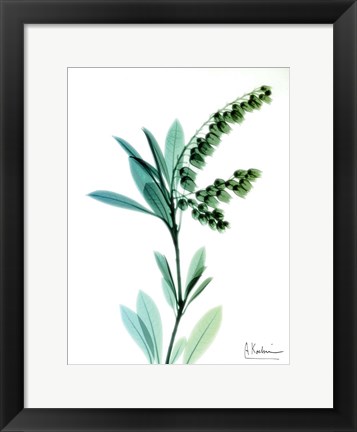 Framed Lily of The Valley Print