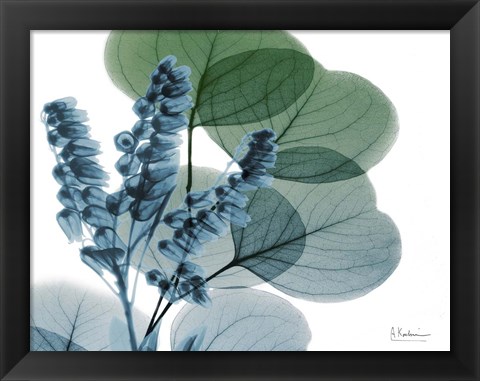 Framed Lilly of Eucalyptus Print