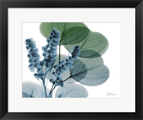 Framed Lilly of Eucalyptus Print