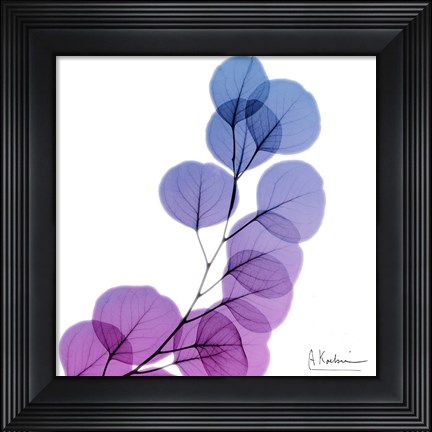 Framed Eucalyptus In Purp Print