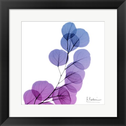 Framed Eucalyptus In Purp Print