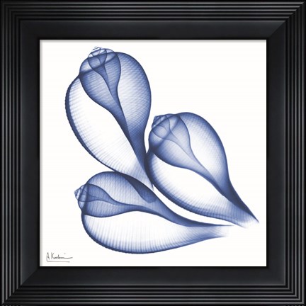 Framed Blue Three Conch Print