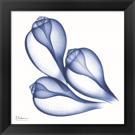 Framed Blue Three Conch Print