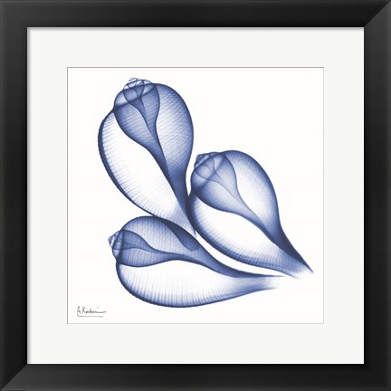 Framed Blue Three Conch Print