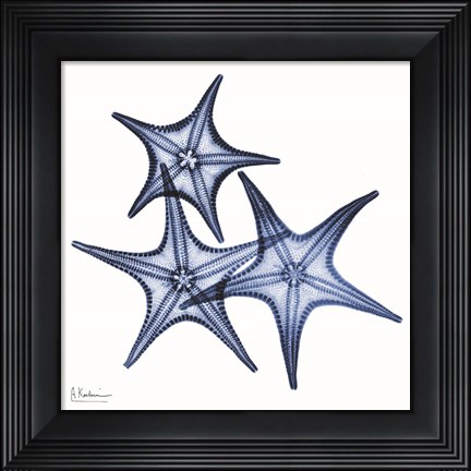 Framed Blue Three Starfish Print