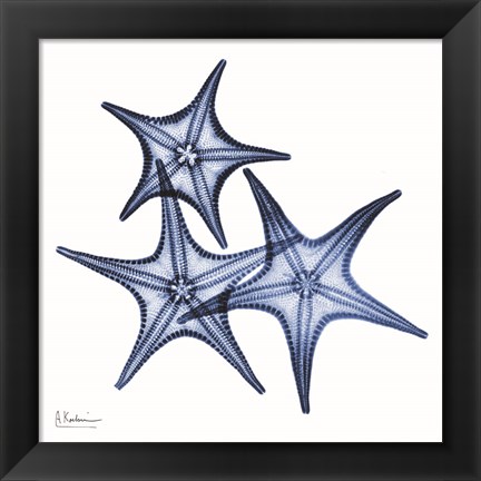 Framed Blue Three Starfish Print