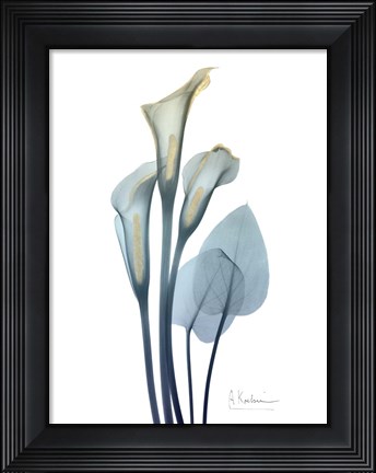 Framed Gold Splash Calla Lily 2 Print