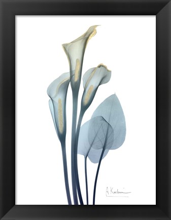 Framed Gold Splash Calla Lily 2 Print