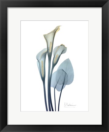 Framed Gold Splash Calla Lily 2 Print