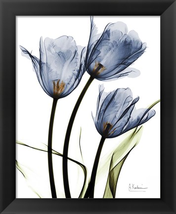 Framed Indigo Infused Tulips Print