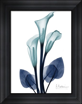 Framed Midnight Calla Lily 1 Print