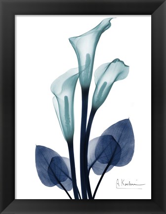 Framed Midnight Calla Lily 1 Print