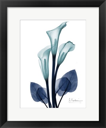 Framed Midnight Calla Lily 1 Print