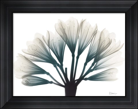 Framed Lily Of The Jungle Print