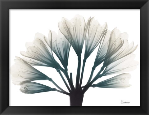 Framed Lily Of The Jungle Print