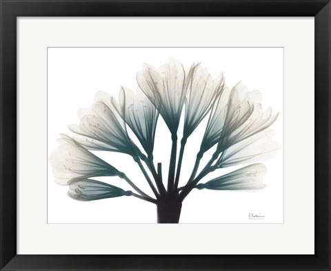 Framed Lily Of The Jungle Print