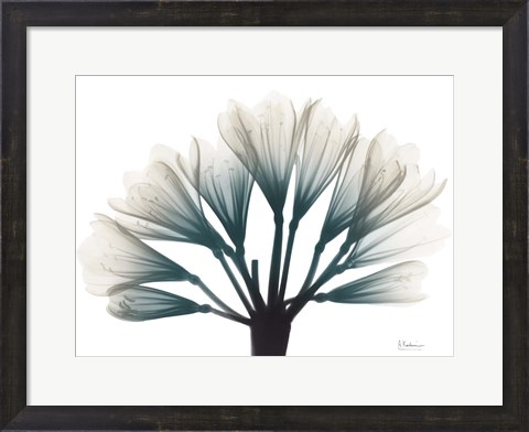 Framed Lily Of The Jungle Print