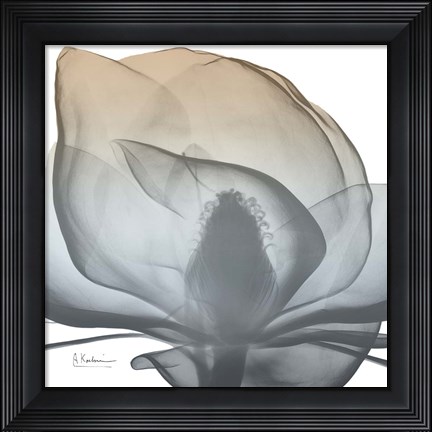 Framed Magnolia Earthy Beauty New Print