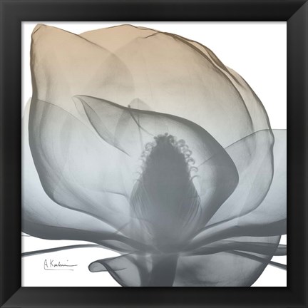 Framed Magnolia Earthy Beauty New Print