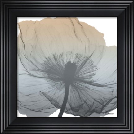 Framed Poppy Earthy Beauty Print