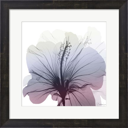 Framed Tasty Grape Hibiscus Print
