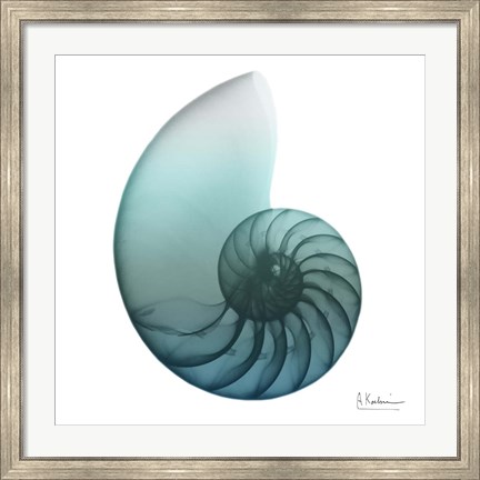 Framed Water Snail 4 Print