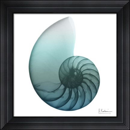 Framed Water Snail 4 Print