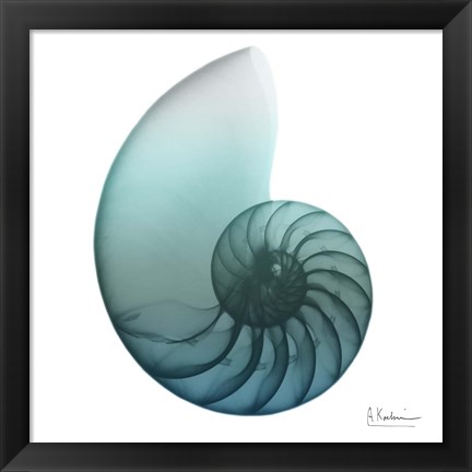 Framed Water Snail 4 Print