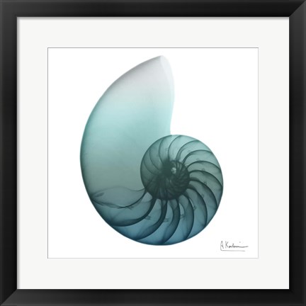 Framed Water Snail 4 Print