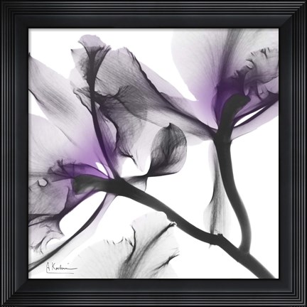 Framed Lavender Luster 1 Print