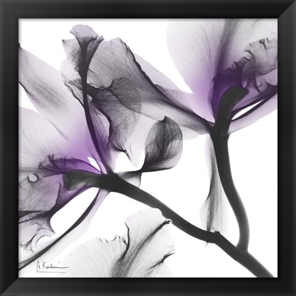 Framed Lavender Luster 1 Print