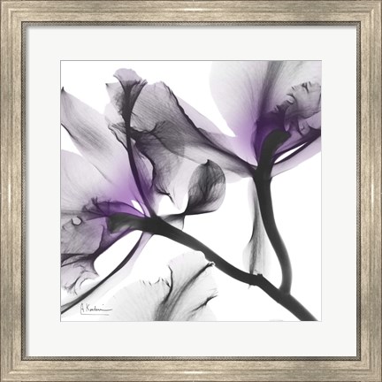Framed Lavender Luster 1 Print