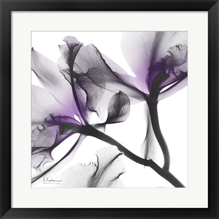 Framed Lavender Luster 1 Print