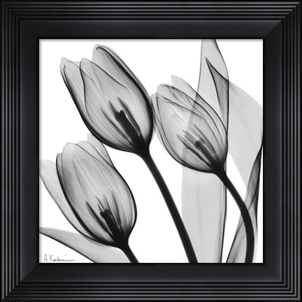 Framed Splendid Monotone Tulips Print