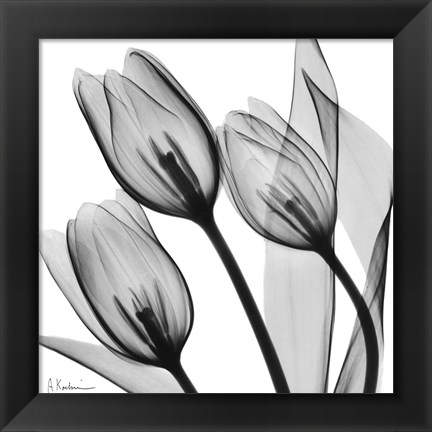 Framed Splendid Monotone Tulips Print