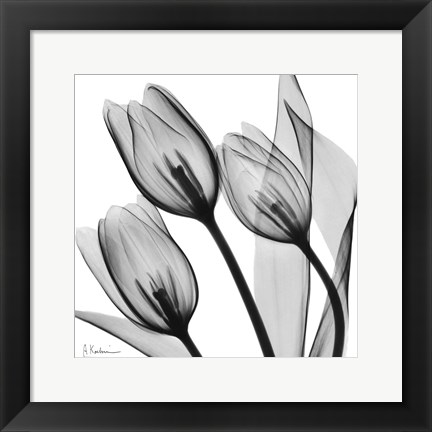 Framed Splendid Monotone Tulips Print