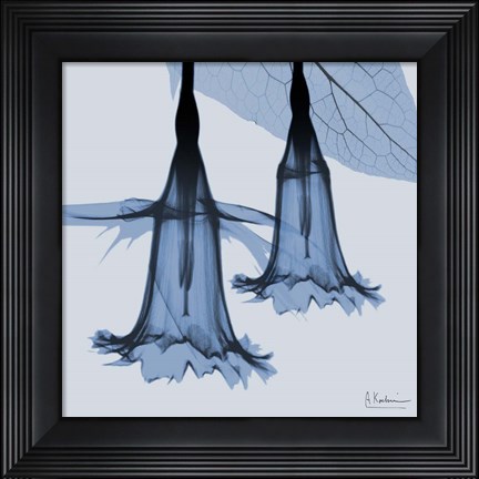 Framed Indigo Daffodil 1 Print