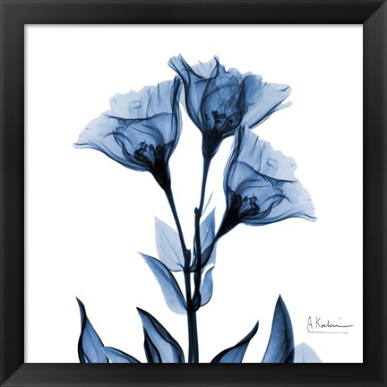 Framed Indigo Gentian Print