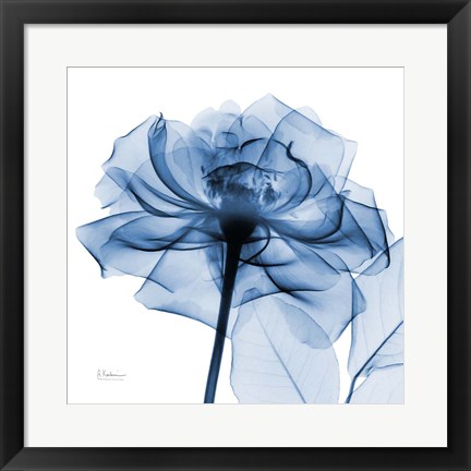 Framed Indigo Rose Print